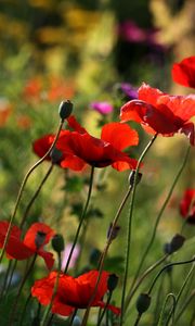 Preview wallpaper poppies, flowers, plant, field, macro