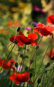 Preview wallpaper poppies, flowers, plant, field, macro