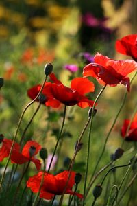 Preview wallpaper poppies, flowers, plant, field, macro