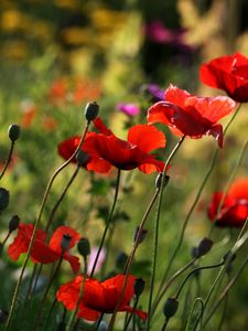 Preview wallpaper poppies, flowers, plant, field, macro