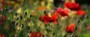 Preview wallpaper poppies, flowers, plant, field, macro