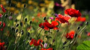 Preview wallpaper poppies, flowers, plant, field, macro