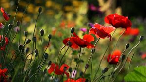 Preview wallpaper poppies, flowers, plant, field, macro