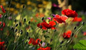 Preview wallpaper poppies, flowers, plant, field, macro