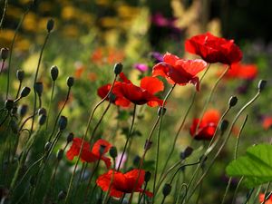 Preview wallpaper poppies, flowers, plant, field, macro