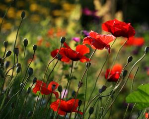 Preview wallpaper poppies, flowers, plant, field, macro