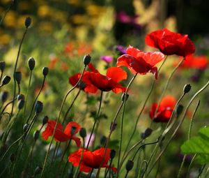 Preview wallpaper poppies, flowers, plant, field, macro