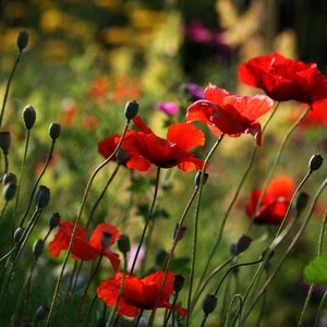 Preview wallpaper poppies, flowers, plant, field, macro