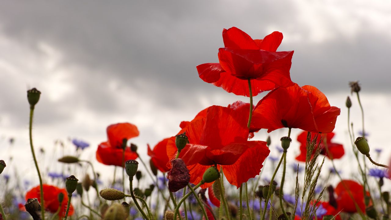 Wallpaper poppies, flowers, plants, field