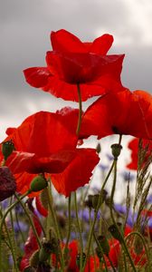 Preview wallpaper poppies, flowers, plants, field