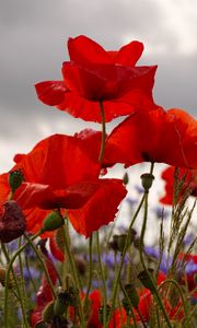 Preview wallpaper poppies, flowers, plants, field