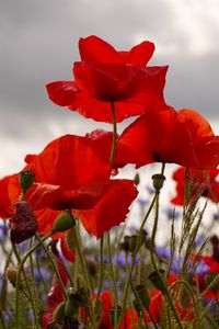 Preview wallpaper poppies, flowers, plants, field