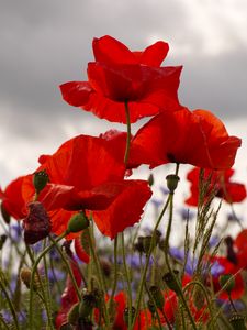 Preview wallpaper poppies, flowers, plants, field