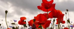 Preview wallpaper poppies, flowers, plants, field