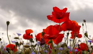 Preview wallpaper poppies, flowers, plants, field