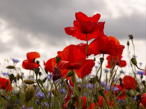 Preview wallpaper poppies, flowers, plants, field