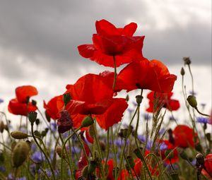 Preview wallpaper poppies, flowers, plants, field