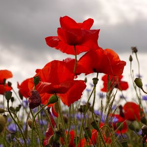 Preview wallpaper poppies, flowers, plants, field