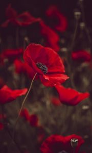 Preview wallpaper poppies, flowers, red, bloom, field