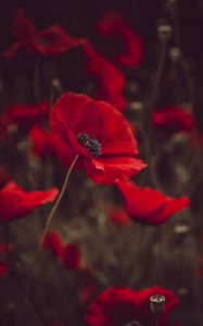 Preview wallpaper poppies, flowers, red, bloom, field