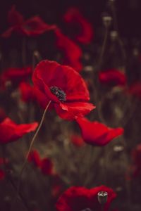 Preview wallpaper poppies, flowers, red, bloom, field