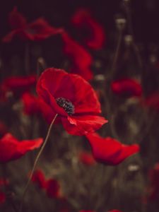 Preview wallpaper poppies, flowers, red, bloom, field