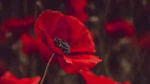 Preview wallpaper poppies, flowers, red, bloom, field