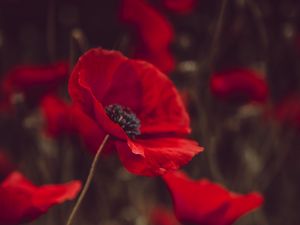 Preview wallpaper poppies, flowers, red, bloom, field