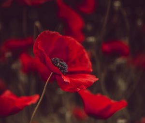 Preview wallpaper poppies, flowers, red, bloom, field