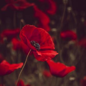 Preview wallpaper poppies, flowers, red, bloom, field