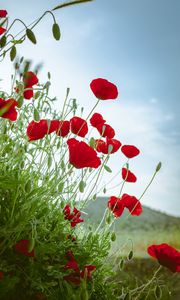 Preview wallpaper poppies, flowers, red, plant, bloom