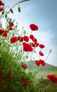 Preview wallpaper poppies, flowers, red, plant, bloom