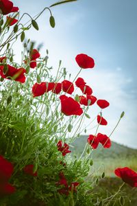 Preview wallpaper poppies, flowers, red, plant, bloom