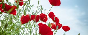 Preview wallpaper poppies, flowers, red, plant, bloom