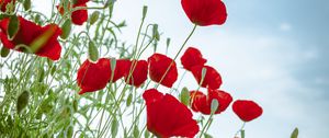 Preview wallpaper poppies, flowers, red, plant, bloom