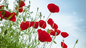 Poppies wallpapers hd, desktop backgrounds, images and pictures