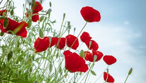 Preview wallpaper poppies, flowers, red, plant, bloom