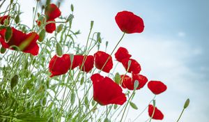 Preview wallpaper poppies, flowers, red, plant, bloom