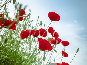 Preview wallpaper poppies, flowers, red, plant, bloom