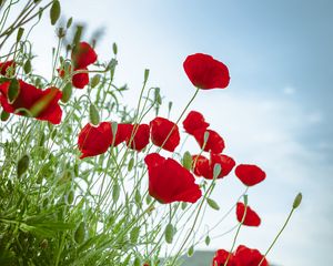 Preview wallpaper poppies, flowers, red, plant, bloom