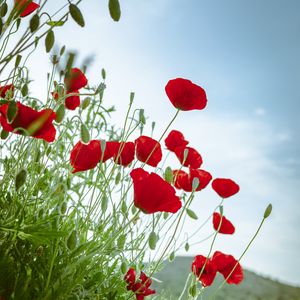 Preview wallpaper poppies, flowers, red, plant, bloom
