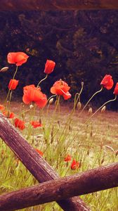 Preview wallpaper poppies, flowers, red, wild, bloom