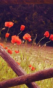 Preview wallpaper poppies, flowers, red, wild, bloom