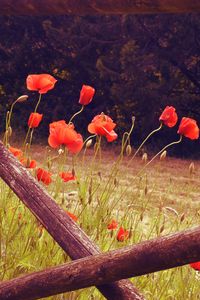 Preview wallpaper poppies, flowers, red, wild, bloom