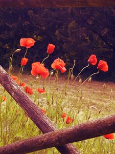 Preview wallpaper poppies, flowers, red, wild, bloom