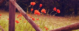 Preview wallpaper poppies, flowers, red, wild, bloom