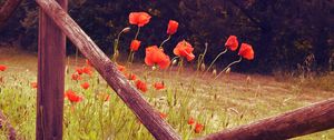 Preview wallpaper poppies, flowers, red, wild, bloom