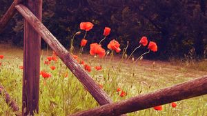 Preview wallpaper poppies, flowers, red, wild, bloom