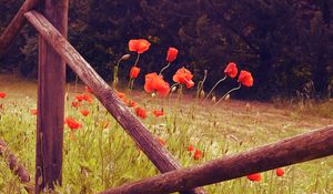 Preview wallpaper poppies, flowers, red, wild, bloom