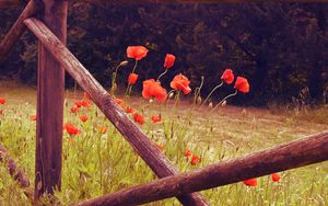 Preview wallpaper poppies, flowers, red, wild, bloom